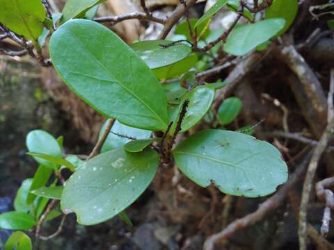 Coccoloba costata Wright apud Sauvalle resmi