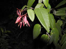 Image of Bauhinia jenningsii P. Wilson