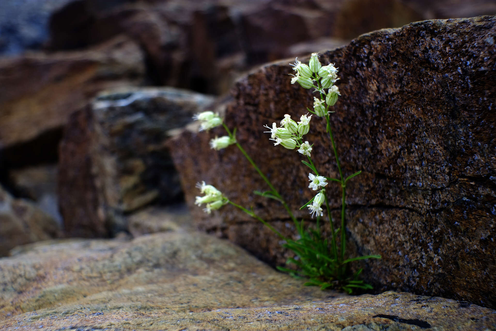 Image of Silene paucifolia Ledeb.