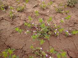 Image of San Diego thorn-mint