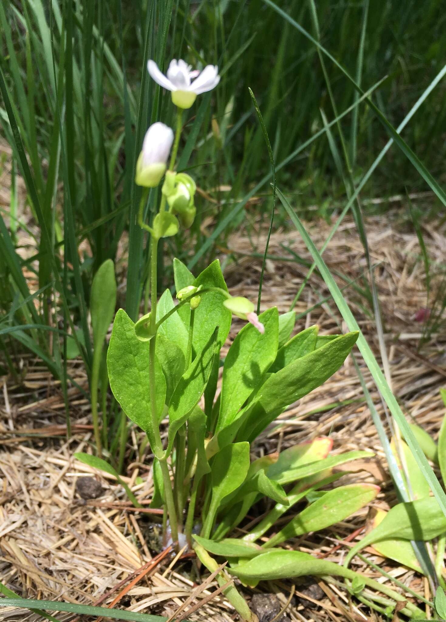 Image of Jonesville springbeauty