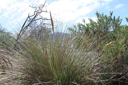 Imagem de Capeochloa cincta (Nees) N. P. Barker & H. P. Linder