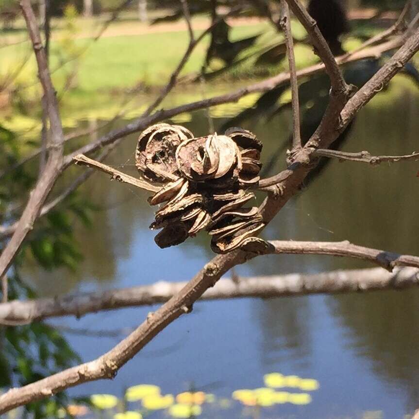 Imagem de Acacia cincinnata F. Muell.