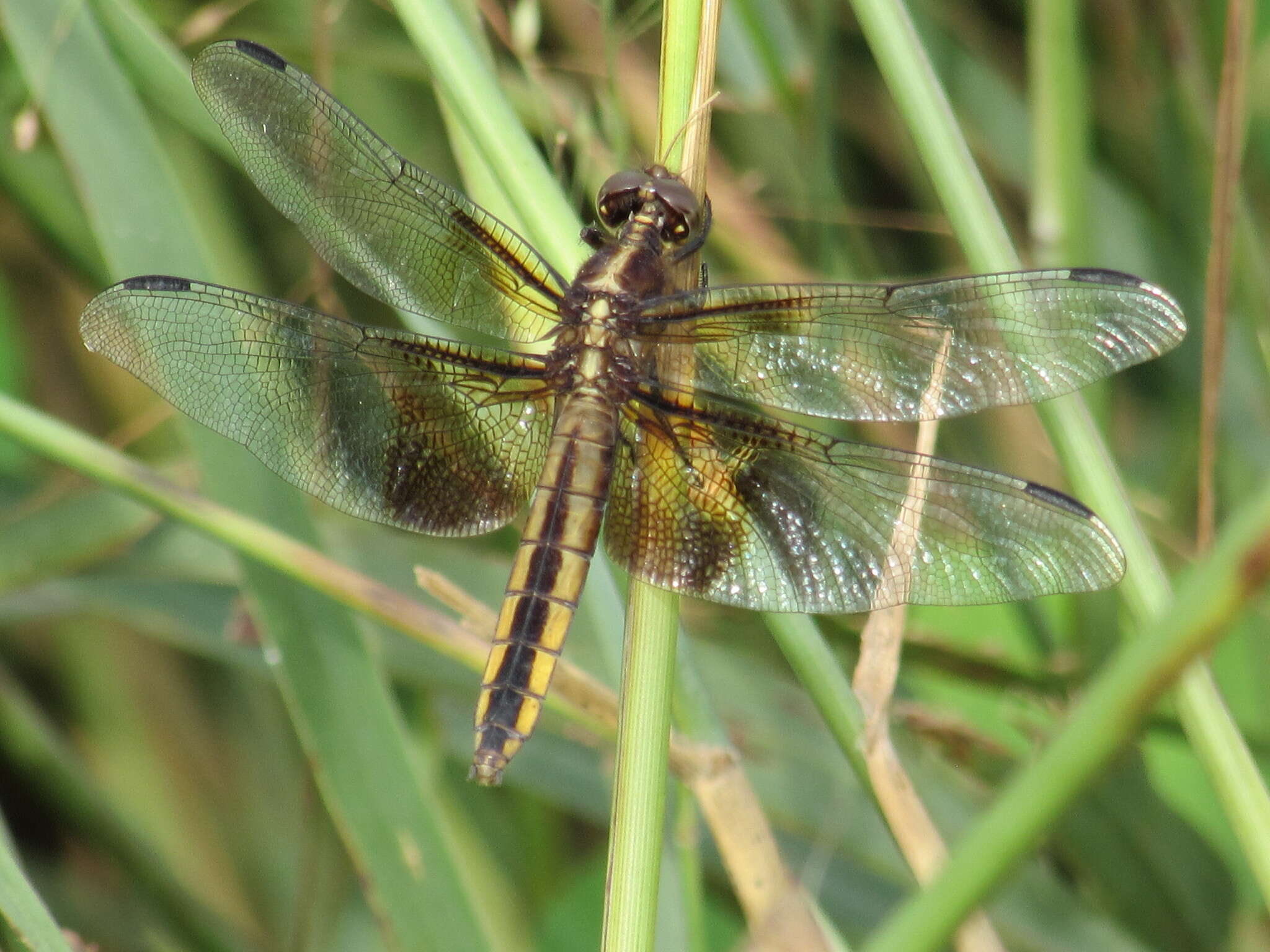 Libellula luctuosa Burmeister 1839 resmi