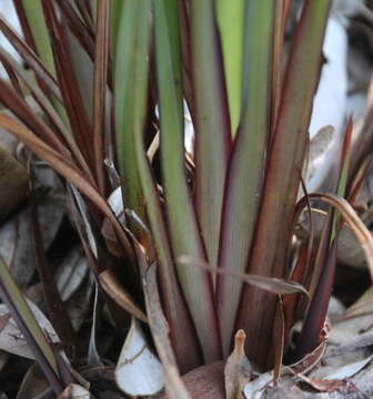 Image of Dianella haematica Heenan & de Lange