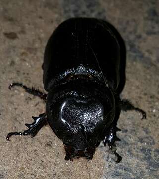 Image of Asian rhinoceros beetle