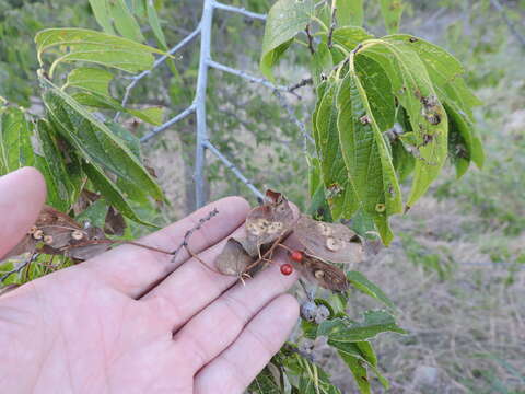 Celtis laevigata Willd.的圖片