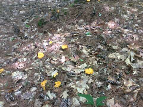 Image of Newfoundland chanterelle