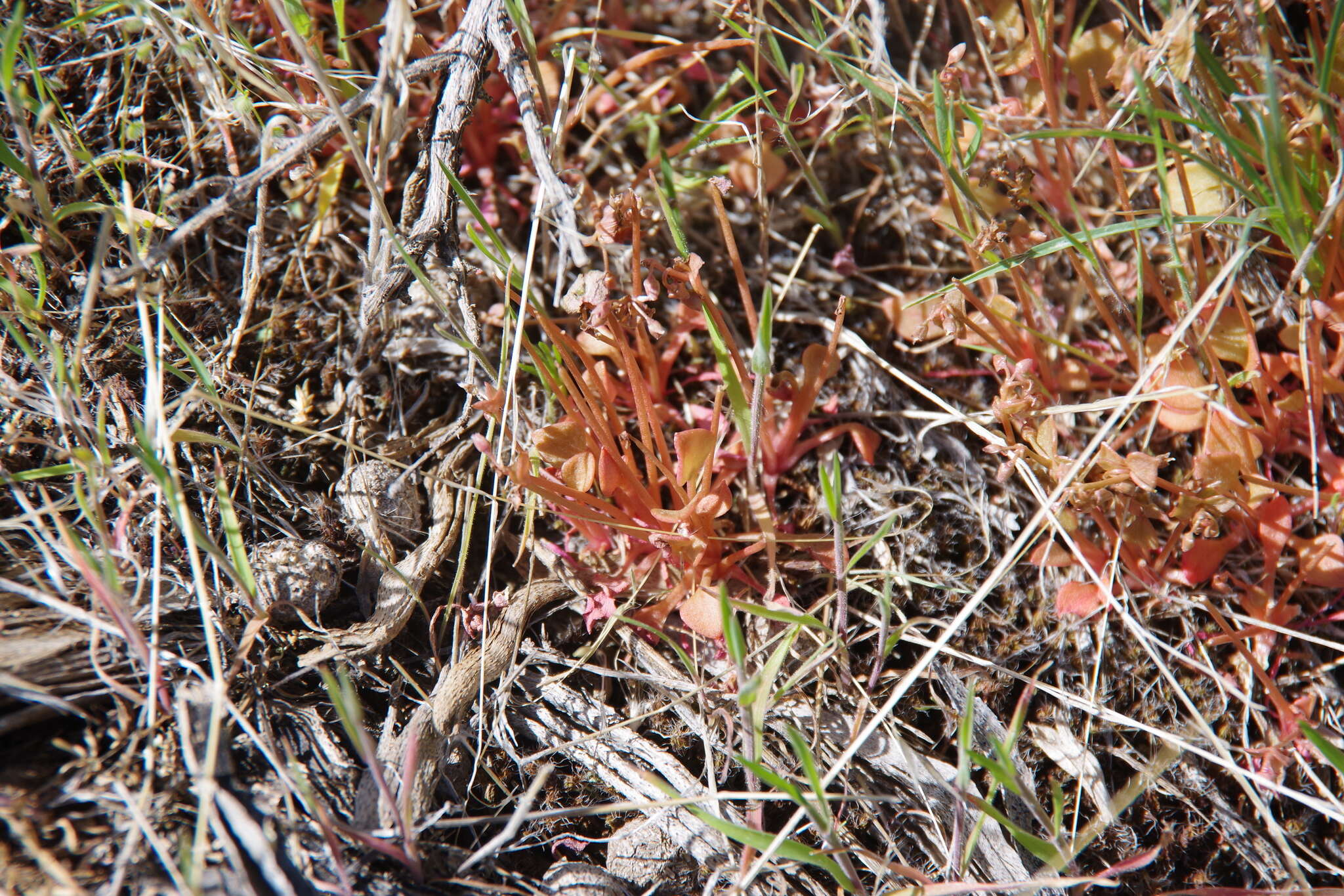 Слика од Claytonia rubra subsp. rubra