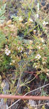 Image of Chamaerhodos grandiflora (Pall. ex Schult.) Bunge