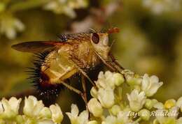 Image of Dejeania bombylans (Fabricius 1798)