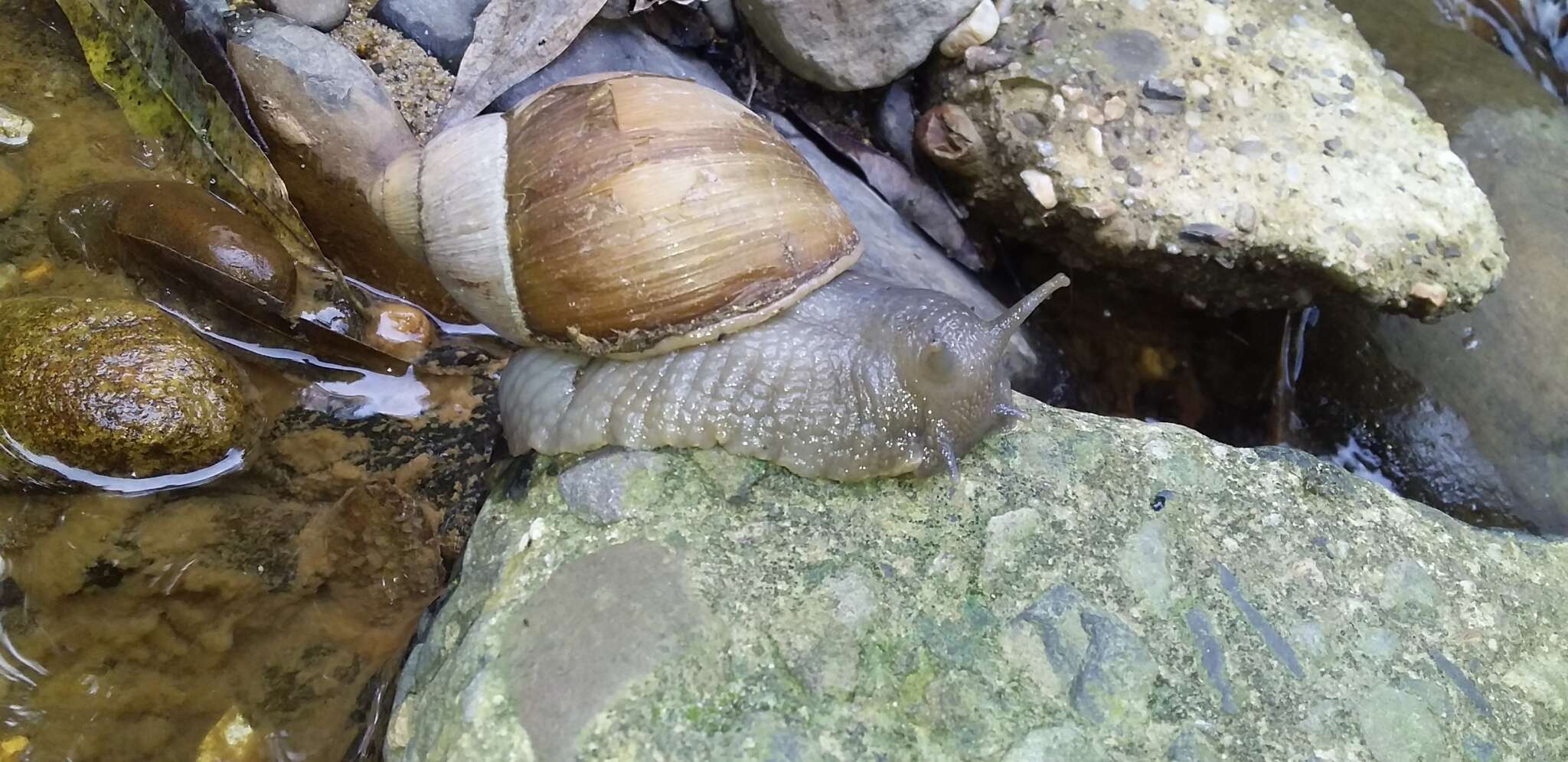 Image de Megalobulimus oblongus