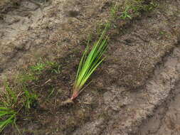 Image of irisleaf yelloweyed grass