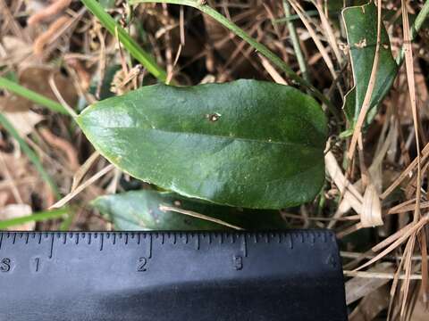 Image of Lance-Leaf Greenbrier