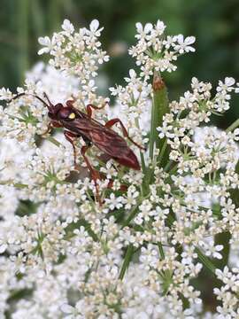 Sivun Ichneumon annulatorius Fabricius 1775 kuva