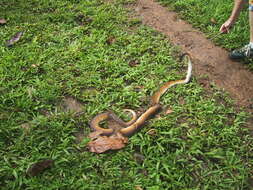 Imagem de Bothrochilus albertisii (W. C. H. Peters & Doria 1878)