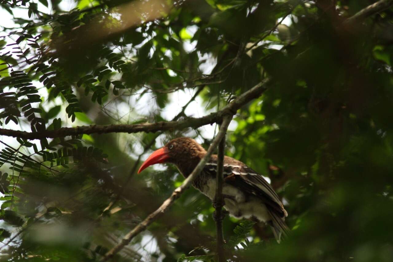 Image of Dwarf Hornbill