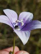 صورة Wahlenbergia undulata (L. fil.) A. DC.