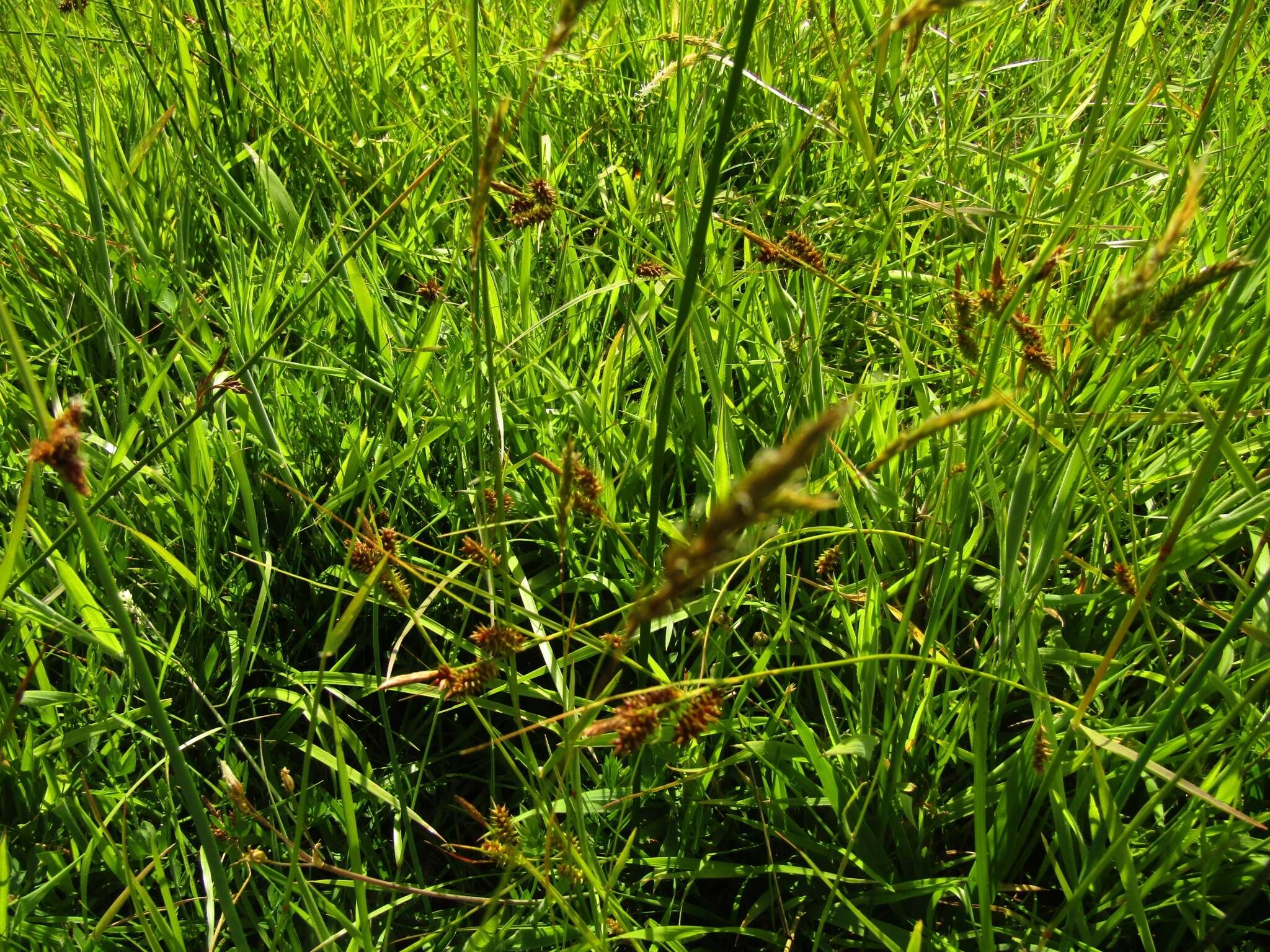 Image de Carex fuscula d'Urv.