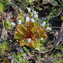 Imagem de Drosera macrophylla Lindl.