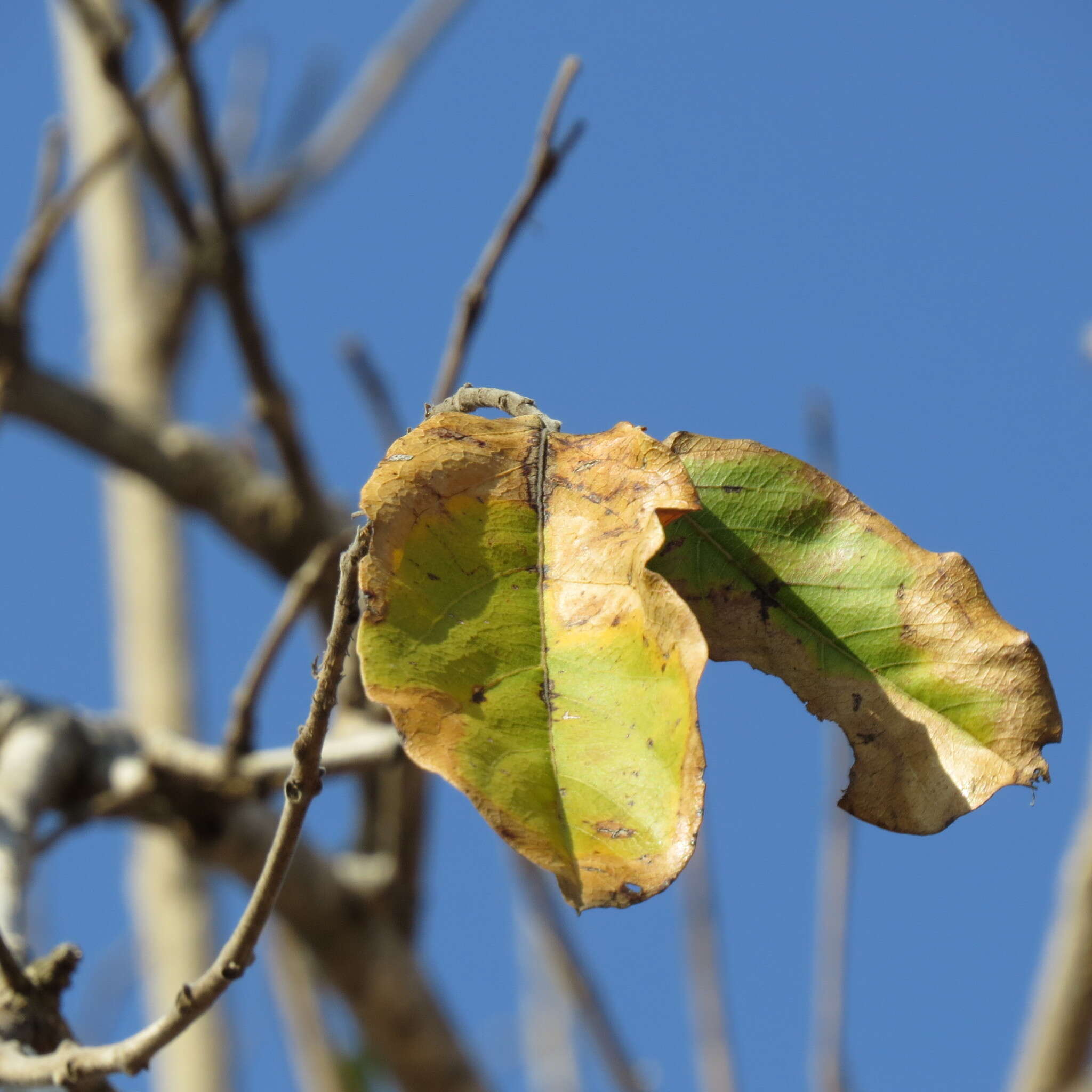 Plancia ëd Combretum zeyheri Sond.