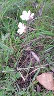 Image of Hesperantha falcata (L. fil.) Ker Gawl.