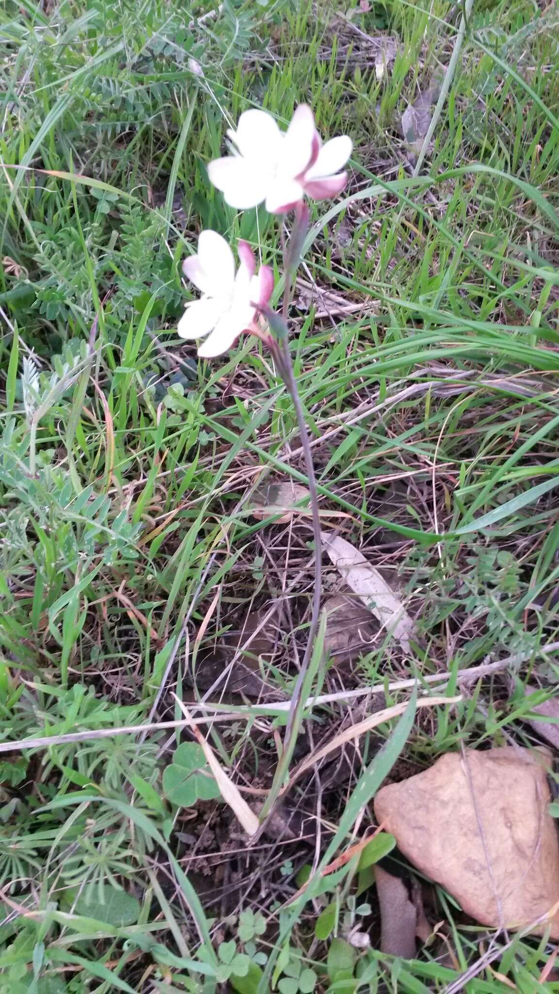 Plancia ëd Hesperantha falcata (L. fil.) Ker Gawl.