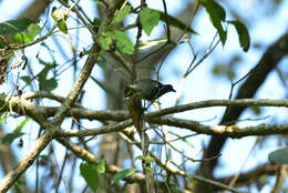 Image de Mésange jaune