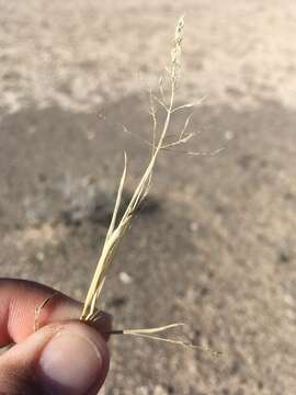 Image of Target Dropseed