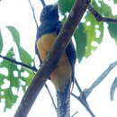 Image of Trogon caligatus caligatus Gould 1838