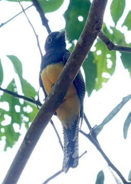 Слика од Trogon caligatus caligatus Gould 1838