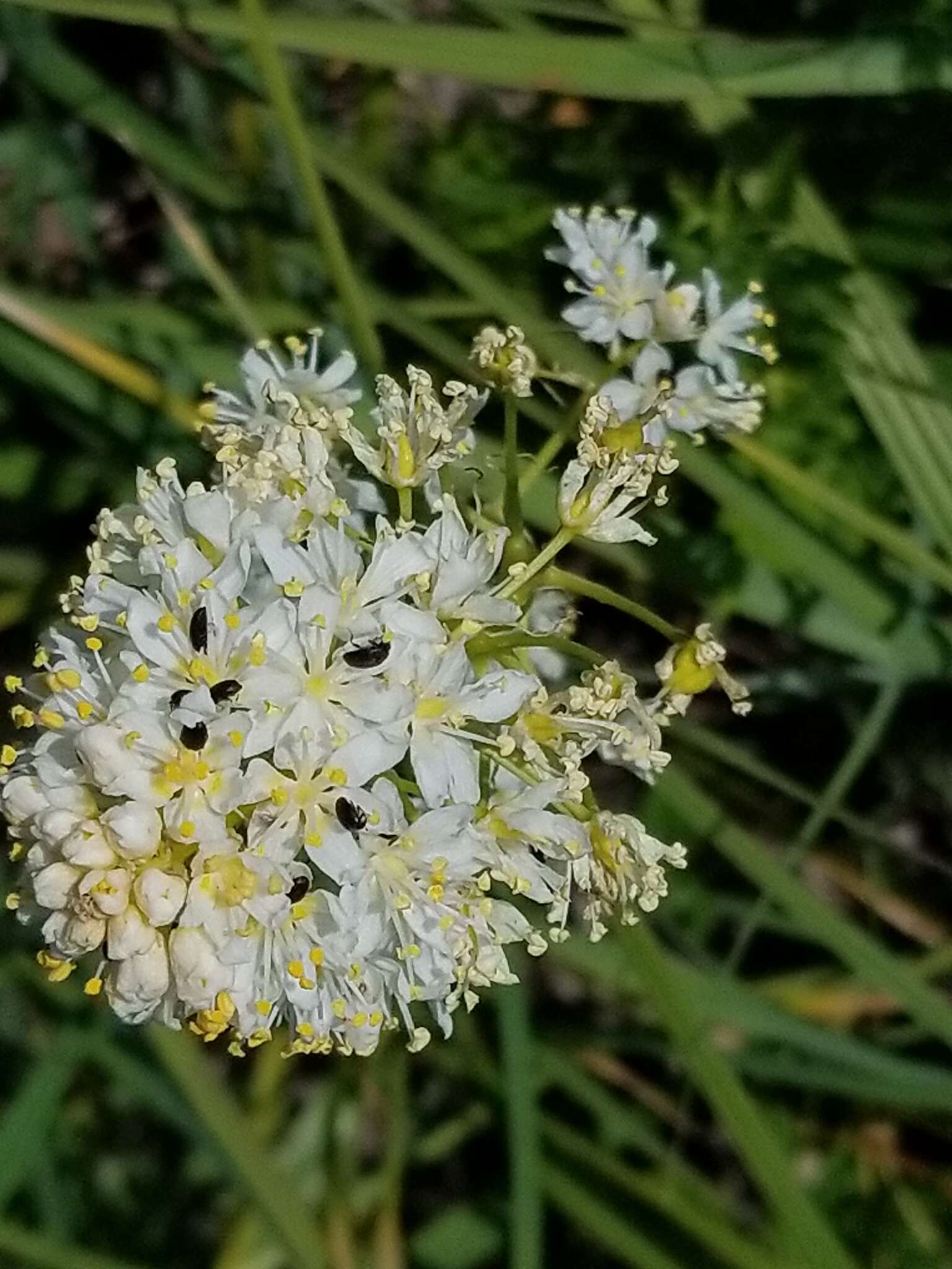 Image of Nuttall's deathcamas