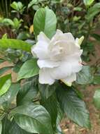 Image of Gardenia jasminoides var. fortuneana (Lindl.) H. Hara