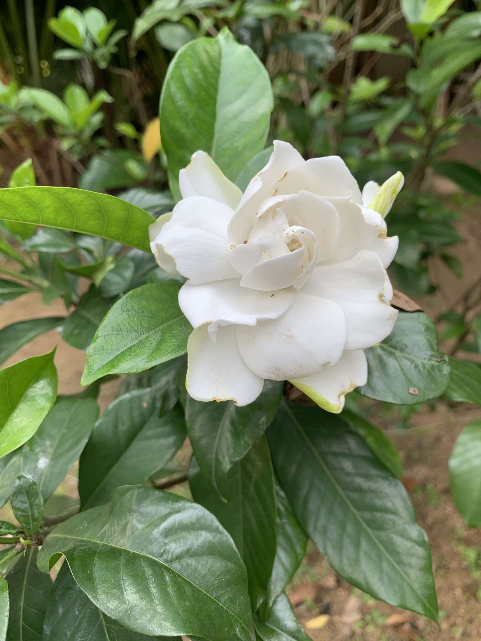 Image of Gardenia jasminoides var. fortuneana (Lindl.) H. Hara