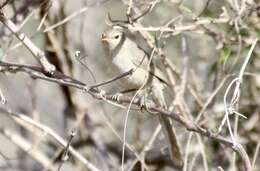 Image of Lantz's Brush-warbler