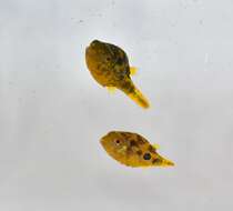 Image of Dwarf Indian Puffer