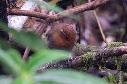 Image of Conopophaga castaneiceps castaneiceps Sclater & PL 1857