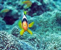 صورة Amphiprion latifasciatus Allen 1972