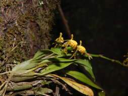 Image of winged-lady orchid