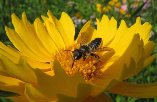 Image of Megachile leaf-cutter bee