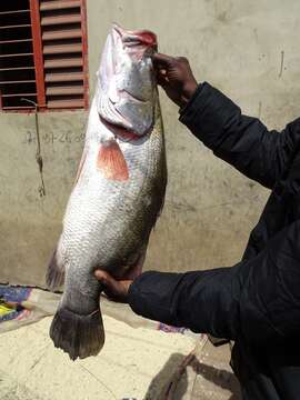 Image of African Snook