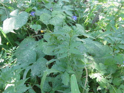 Bidens leptocephala Sherff的圖片