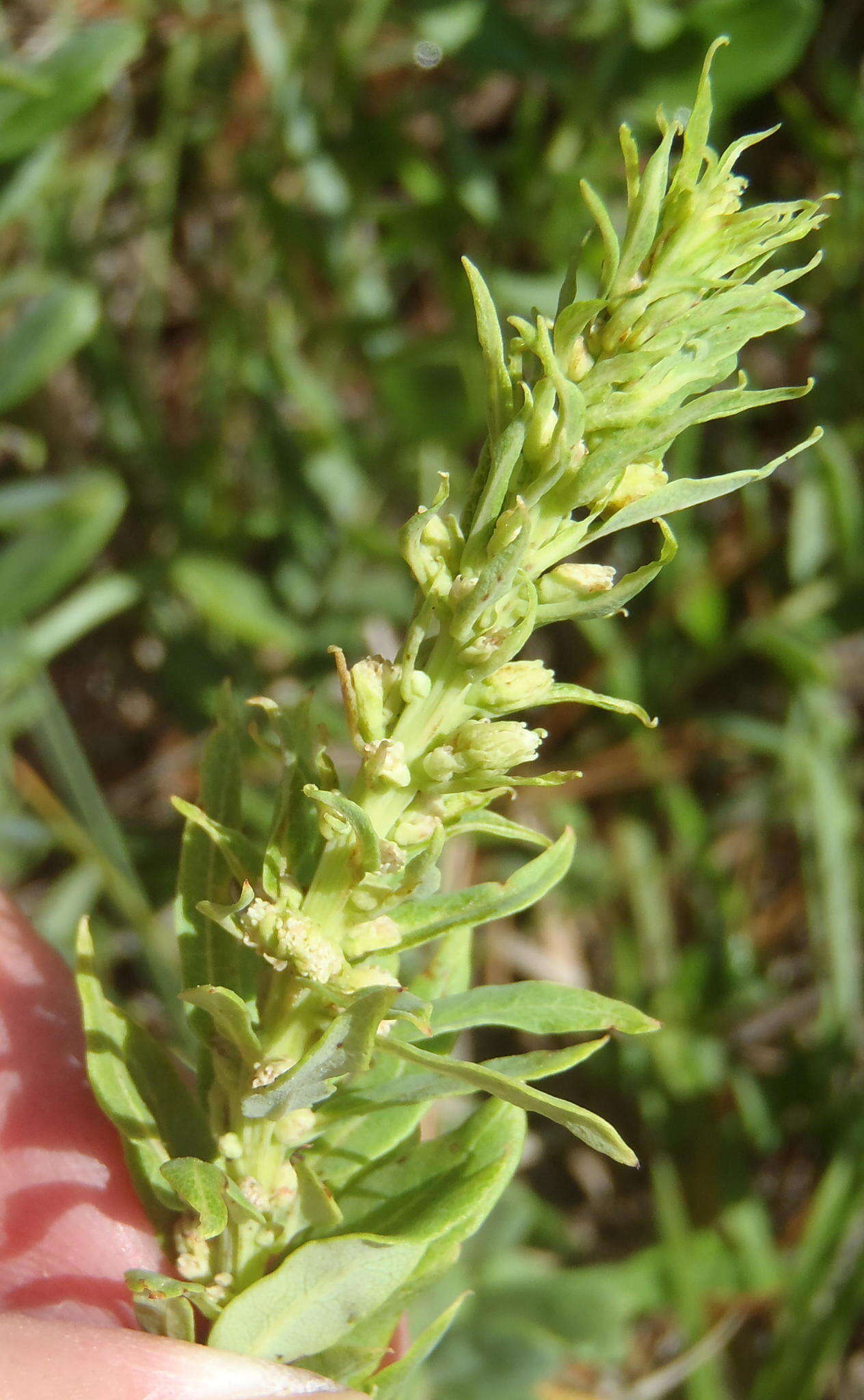 Image of Morella humilis (Cham. & Schltdl.) D. J. B. Killick