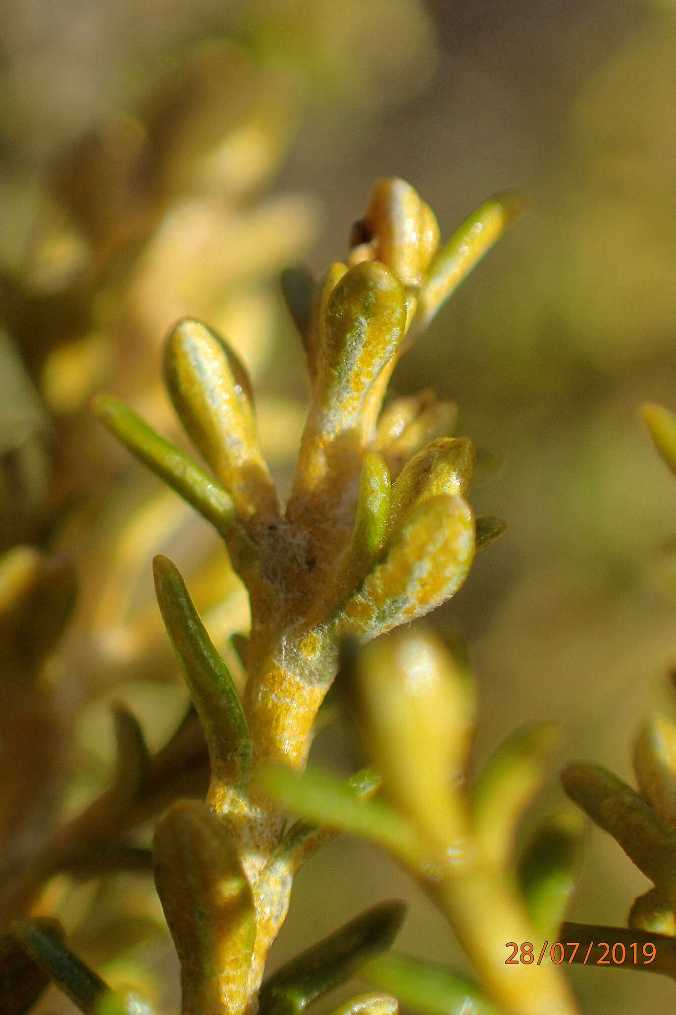 Plancia ëd Cassinia vauvilliersii Hook. fil.