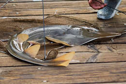 Image of Guitarfish