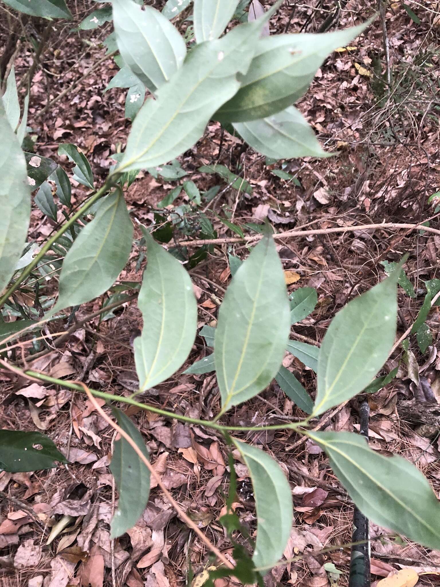 Image of Cinnamomum osmophloeum Kaneh.