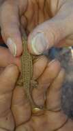 Image of Small-spotted lizard