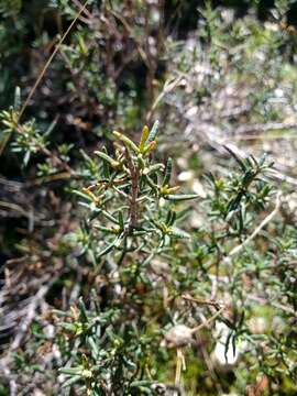 Image of Halimium umbellatum subsp. viscosum (Willk.) O. Bolós & Vigo