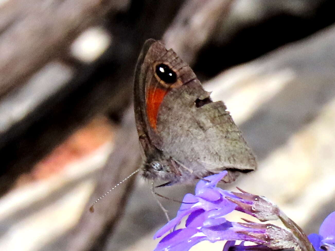 Image of Stygionympha vigilans Trimen 1887