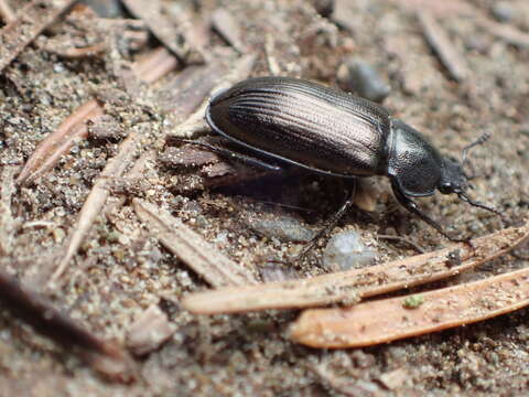 Image of Platyceroides pampinatus Paulsen 2017